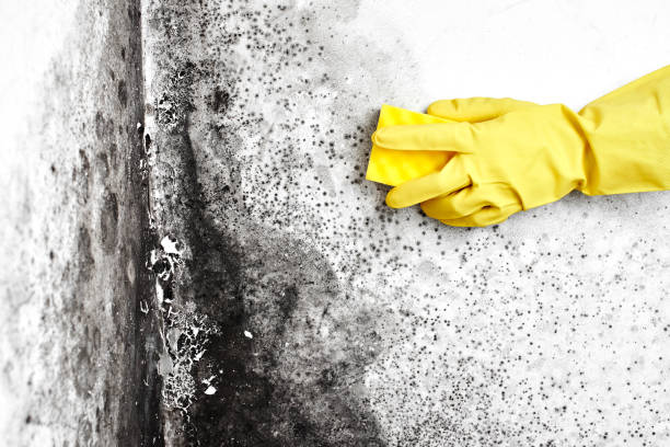 Best Commercial Mold Removal  in Oconomowoc, WI