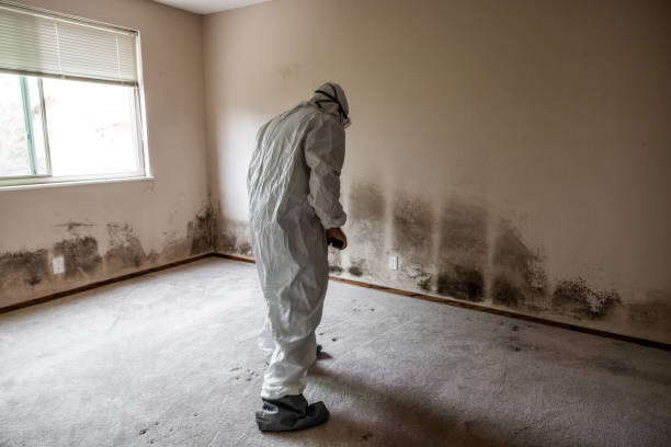 Best Black Mold Removal  in Oconomowoc, WI
