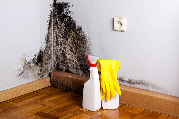 Best Black Mold Removal  in Oconomowoc, WI